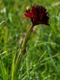 Nigritella nigra subsp. austriaca